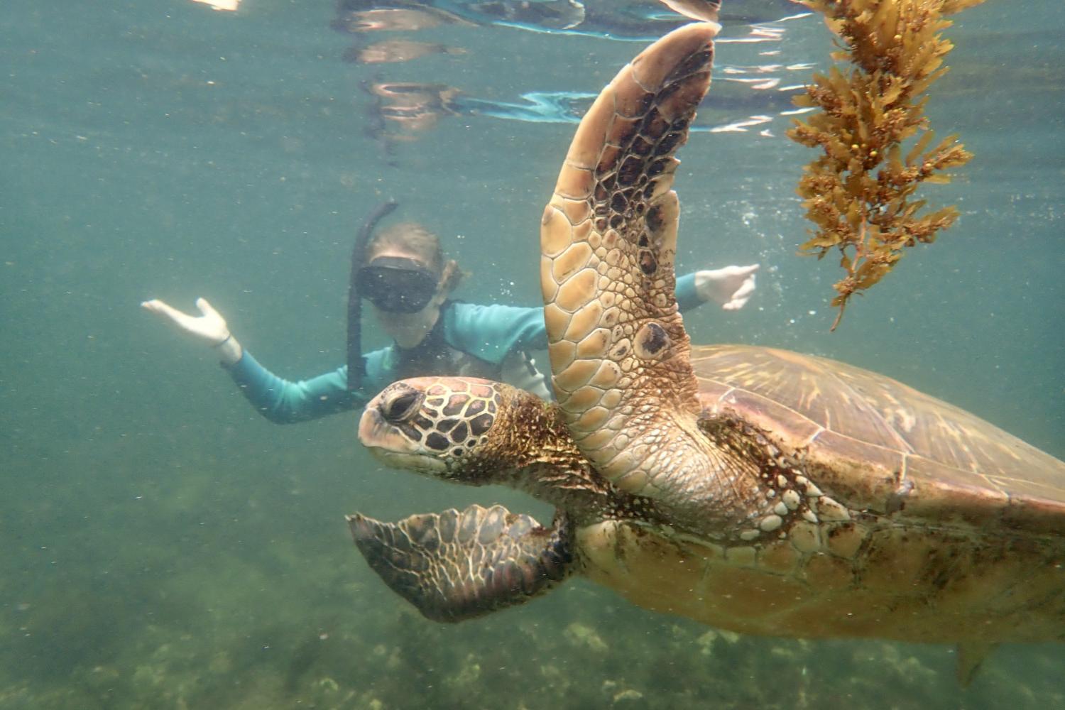 一名<a href='http://98p.tianjingkeji.com'>bv伟德ios下载</a>学生在Galápagos群岛游学途中与一只巨龟游泳.